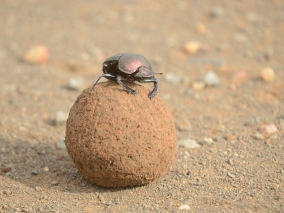 Symbolika - Skarabeus