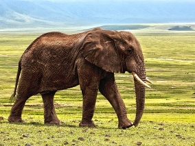 Slon je ztělesněním síly