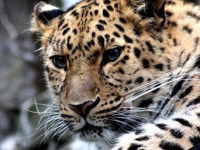 Gepard