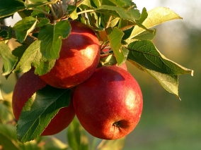 Jabloň