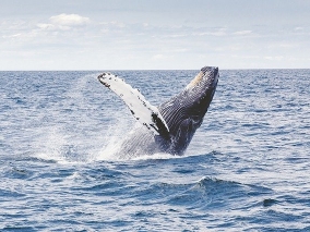 Velryba