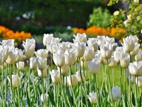 Tulipán