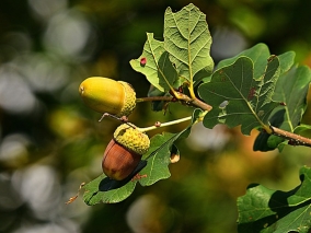 Duben