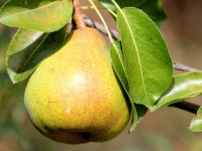 Hruška